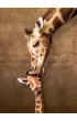 Puzzle 500 el. Giraffe Mother's Kiss Eurographics