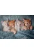Puzzle 1000 el. The Sweetest Kittens Castorland