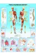 Puzzle 1000 el. The Human Body Eurographics
