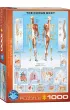 Puzzle 1000 el. The Human Body Eurographics