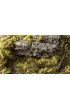 Gamers Grass: Light Green Shrubs