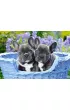 Puzzle 1000 el. Szczeni�ta buldoga francuskiego Castorland