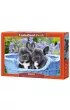 Puzzle 1000 el. Szczeni�ta buldoga francuskiego Castorland