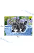 Puzzle 1000 el. Szczeni�ta buldoga francuskiego Castorland