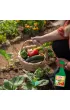 Substral �rodek owadob�jczy Multi Insect do zwalczania mszyc 750 ml