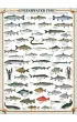 Puzzle 1000 el. Ryby s�odkowodne Eurographics
