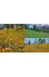 Projektowanie ogrod�w naturalistycznych. Podstawowe zasady