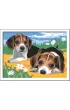 Malowanie po numerach CreArt - Szczeniaczki Jack Russel Ravensburger