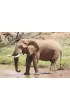 English vocabulary Animals