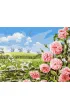 Ideyka Malowanie po numerach - Delikatno�� p�l 40x50cm