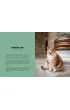 City Cats of Istanbul