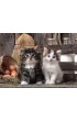 Puzzle 1000 el. Lovely Kittens Clementoni