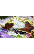 Motyle. M�odzi Przyrodnicy