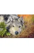 Puzzle 500 el. Wilk Castorland