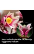 LEGO Botanicals Ga��zki magnolii 11510