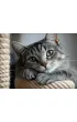Puzzle 12 el. Kot Silver Alexander
