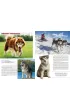 Psy rasowe. Podr�czna encyklopedia
