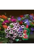 Substral Naw�z + humus Burza Kwiat�w 1 l