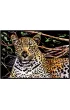 Twoje Hobby Leopard. Magiczna zdrapka - wydrapywanka 40.0 x 28.5 cm