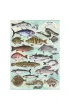 Puzzle 500 Finders Keepers: Ryby TREFL