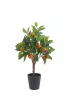 ProGarden Drzewko pomara�czy w donicy 70 cm
