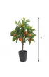 ProGarden Drzewko pomara�czy w donicy 70 cm