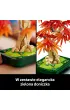 LEGO Botanicals Klon palmowy bonsai 10348