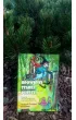 Opowie�ci Starej Puszczy. Przygody Kingu�ci- �miechu�ci i Norbu�cia- Psotu�cia