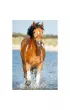 Puzzle 54el Mini wiat koni 19724, 19725, 19726, 19727 (54193) Trefl