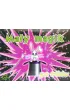 Ma�y Magik 50 Trik�w ABINO