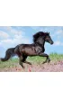 Puzzle 200 el. Pi�kno konia Ravensburger