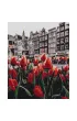 Brushme Malowanie po numerach - Tulipany Amsterdamu 40x50cm