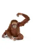 Orangutan samica