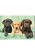 Puzzle 1000 el. Three Labs Clementoni