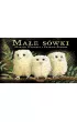 Ma�e s�wki