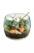 Harry Potter terrarium 19248