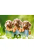 Puzzle 500 el. Cute Dachshunds Castorland