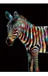 Twoje Hobby Zebra. Magiczna zdrapka - wydrapywanka 40.0 x 28.5 cm