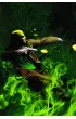 Historia �elaznej pi�ci. Nie�miertelny Iron Fist. Tom 3