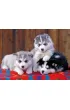 Puzzle 200 el. XXL Szczeni�ta Husky 128235 Ravensburger