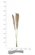 Dijk Dzika trawa trzcinowa naturalna 75 cm 10 szt.