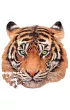 Puzzle 375 el. Tygrys Educa