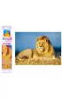 Norimpex Diamentowa mozaika - Lew le�acy 1004940 30x40cm