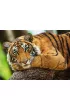 Puzzle 500 el. Portret tygrysa Trefl