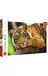 Puzzle 500 el. Portret tygrysa Trefl