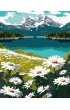 Ideyka Malowanie po numerach - Kwitn�ce stokrotki 40x50cm