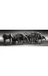 Puzzle 1000 el. Panorama - Herd Of Giants Clementoni