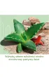 Pustynia Kaktus�w Kosmos