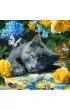 Ideyka Malowanie po numerach - B��kitnookie koci� 40x40cm