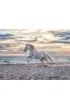 Puzzle 500 el. 2D Galop na pla�y Ravensburger